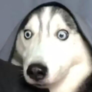 二哈偷吃湄公鱼