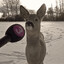 DippyDingleDeer