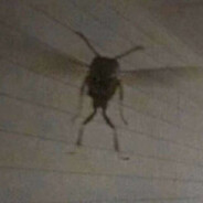 Huge Insect