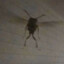 Huge Insect