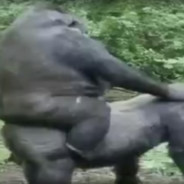 нахуя мне пицца