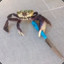 El Stabbo Crabbo