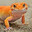♫Gecko♪