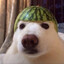 ༺ destr⁰ | TWITCH☠️ ༻