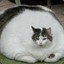 FAT CAT