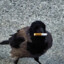 CigaretteCrow