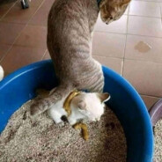 ПИВАС В НОСКЕ.