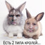 био анус