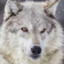 Loup
