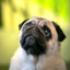 King Pug
