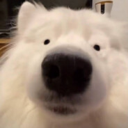 Big Avatar