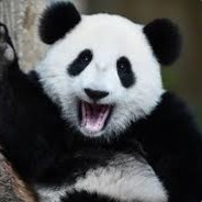 PANDA_NOOB