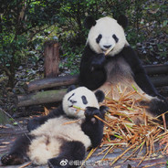 萌新的春天来了