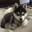 Husky
