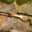 AWP Dragon Lore
