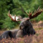 BullMoose