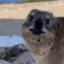 hyraX