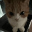 SPY.CAT