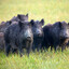 8-12 feral hogs