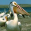 sexy_pelican