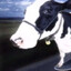 Weed Chewing Cow