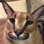 chipson17 avatar