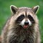 Racoon