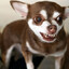 SMALL DOG BARKING