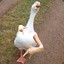 Da memo goose