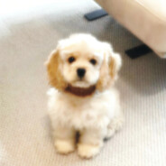 秋葵杀手刘艳芬