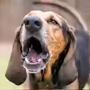 Pankeki