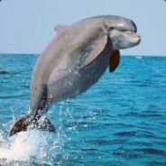 Fatdolphin