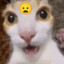 GATO ROÑOZO