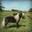 NESTA, el goleiro!! the Congo