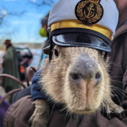 Big Capybara