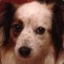 Fera The Dog