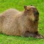 Capivara Manca