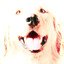 Bright_Dog