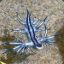 Glaucus Atlanticus