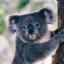 KasualKoala184