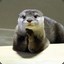 U Otter Know Better