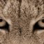 B3-Lynx