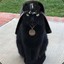 Chatvador