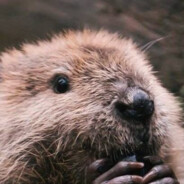 Beaver