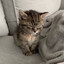 ведро котят