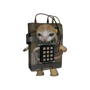 Kitten 1