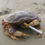 hermit crab