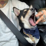 通缉犯上网手冲