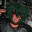 FemboyAddict avatar