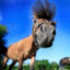 HORSE / PoPeyDè
